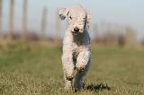 BEDLINGTON TERRIER 188